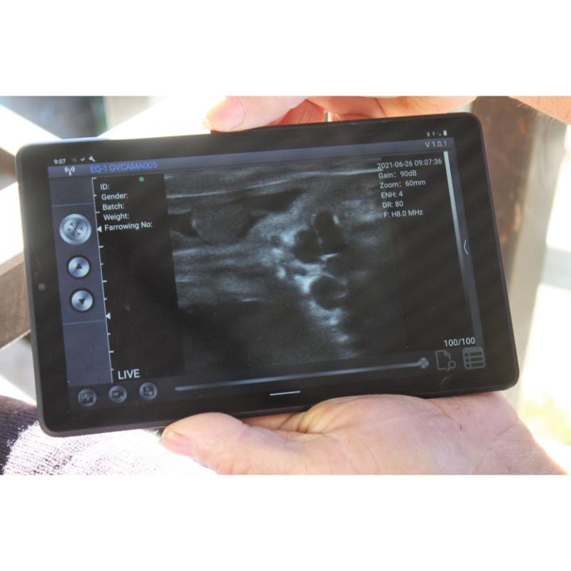 EQ-1 Linear Wireless Ultrasound Cattle Scanning Probe only the tablet