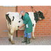HK Cattle & Horse Pregnancy Alarm Detector in action on a cow