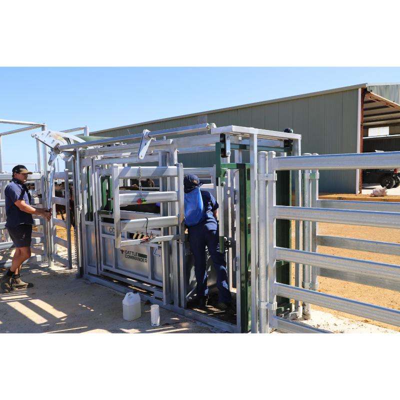 Commander Agriculture CC800 Cattle Crush another view of vet using the back gate