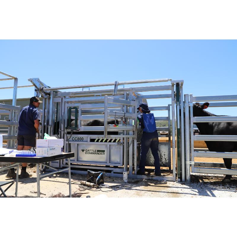 Commander Agriculture CC800 Cattle Crush vet in action