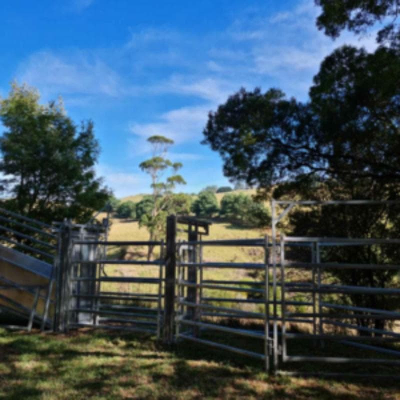 Cattle Yard With Heavy Duty Headbail Setup