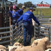 120 Head Sheep Yard Panels