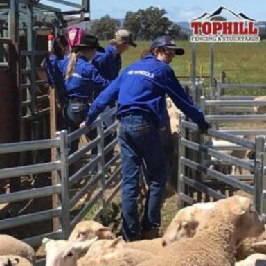 Sheep Panels Structure for 165 Head Sheep Yard