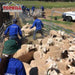 Sheep Yard Assembled Design for 320 Head Sheep Yard