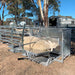 Kurraglen Farmhand Sheep & Goat Handler in use with sheep 2
