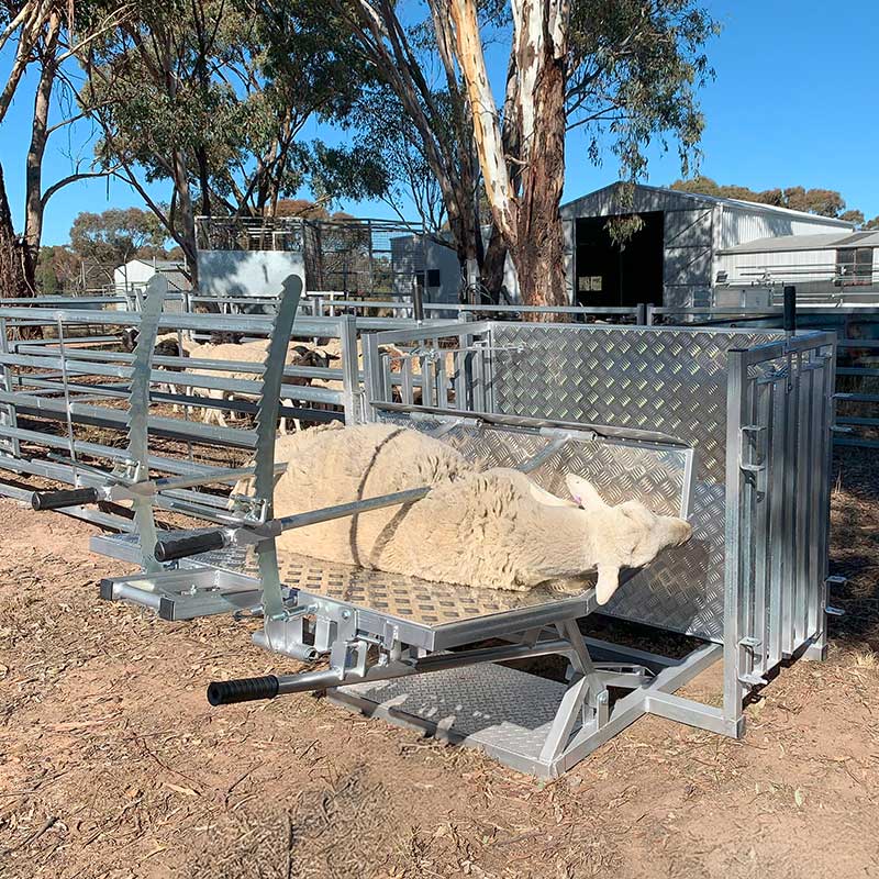 Kurraglen Farmhand Sheep & Goat Handler in use with sheep 2