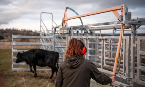 A farmer handling a gate and a cow going through in the background