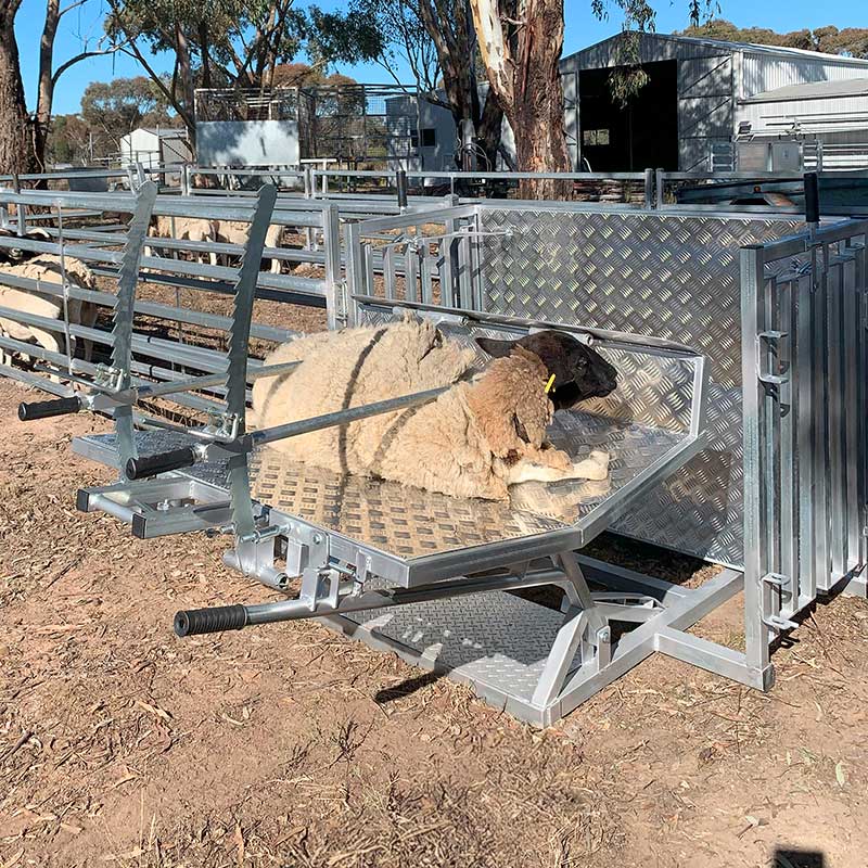 Kurraglen Farmhand Sheep & Goat Handler in use with sheep
