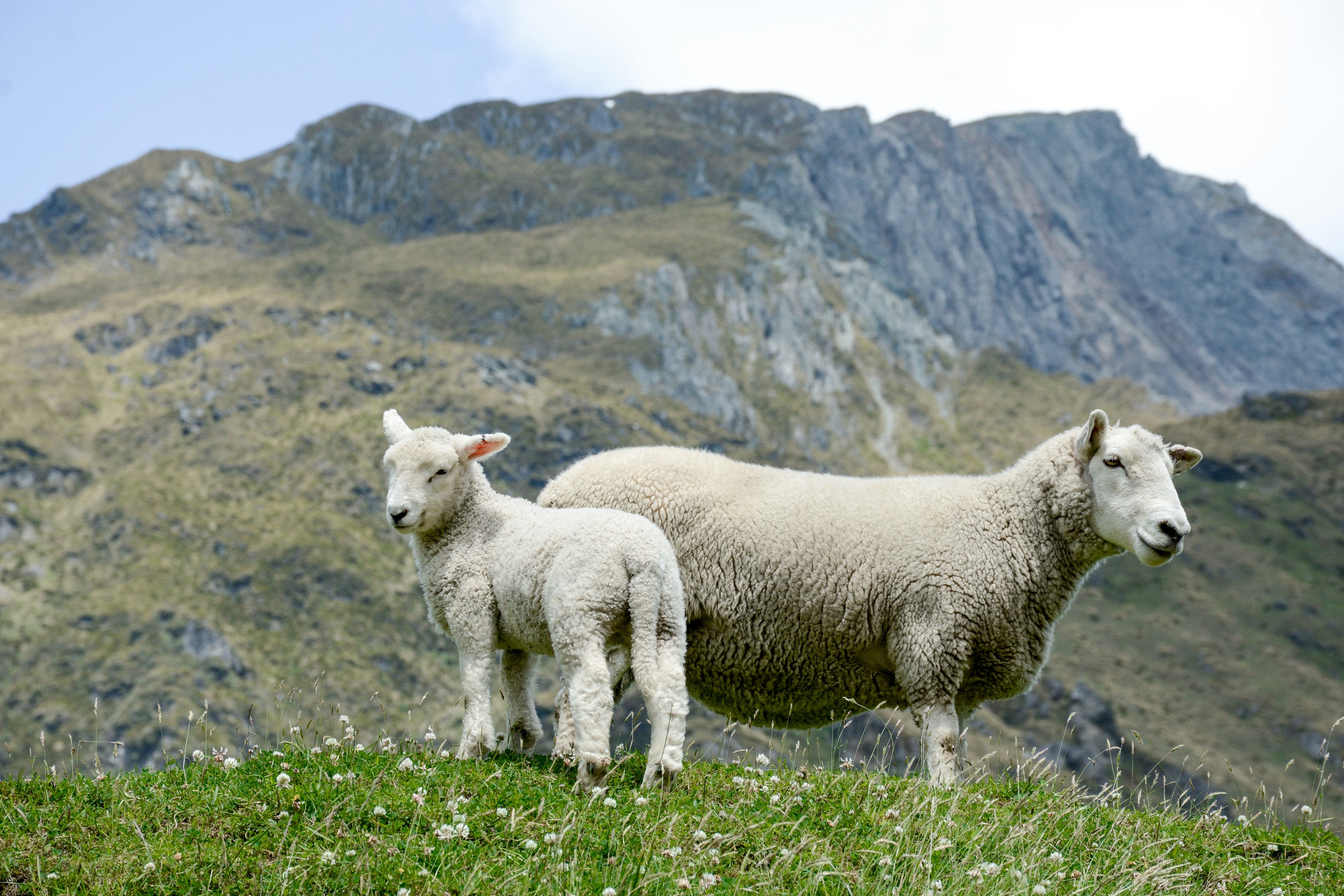 Livestock Merchant - Your Online Retailer For Livestock Equipment